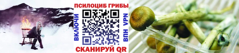 Галлюциногенные грибы Psilocybe Высоцк